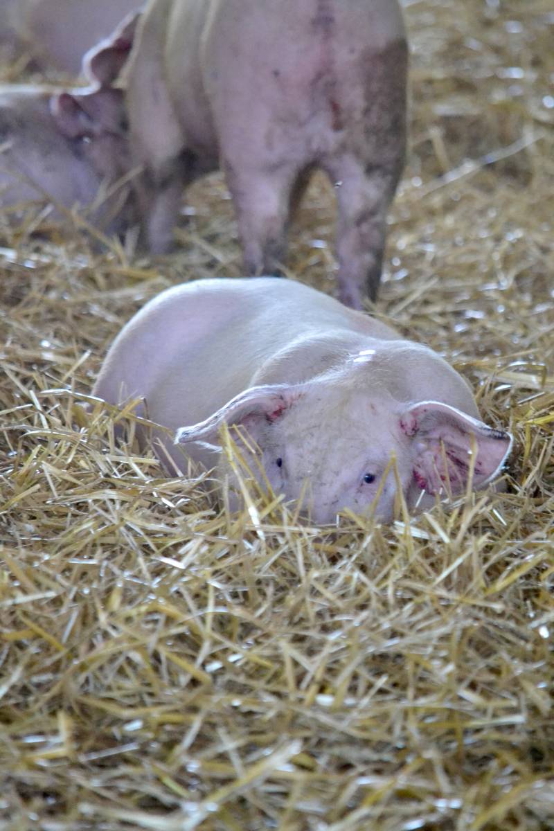 image00033